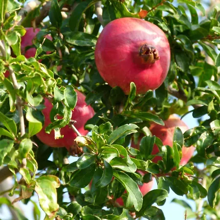 Lägenhet Apollonia Agia Pelagia